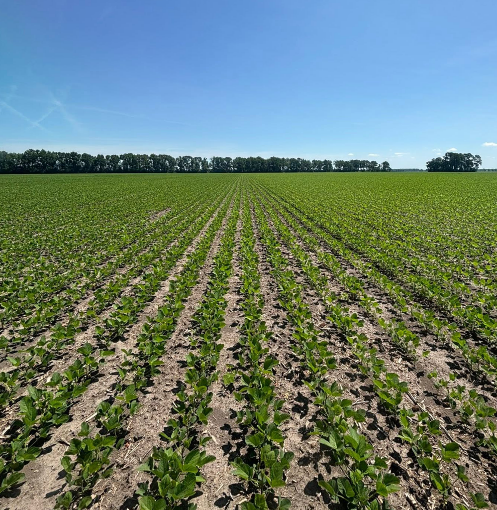 Crop yield improvement